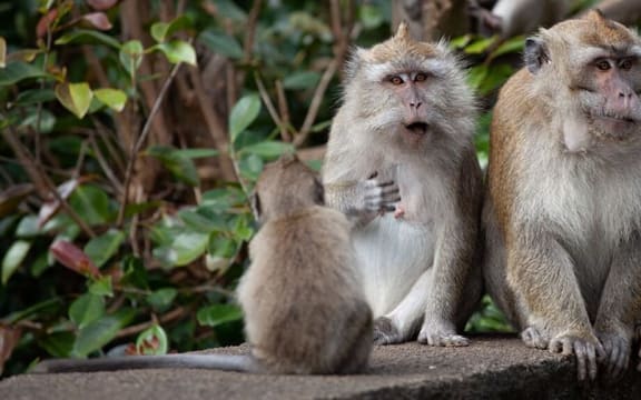 long tail macaque monkey trade