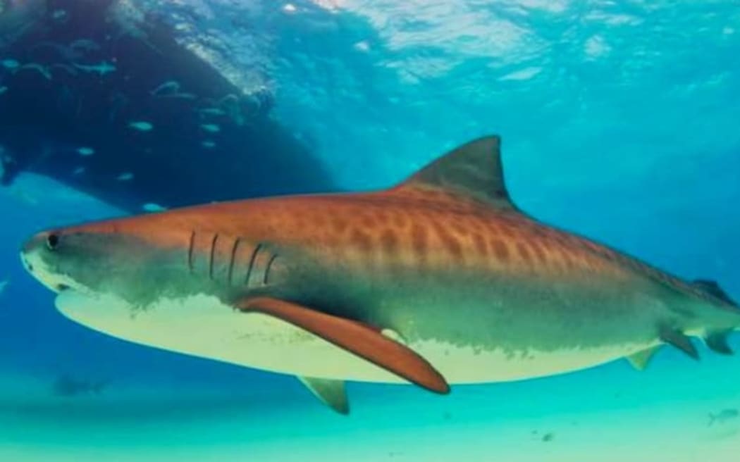 New Caledonia's Southern Province will tag 200 sharks with transmitting devices.