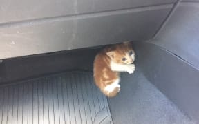 Maioro, the tiny kitten that caused a big disruption on an Auckland motorway.