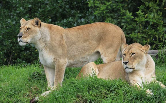 Elderly lions Kura and her daughter Amira had to be euthanased this morning at Auckland Zoo.