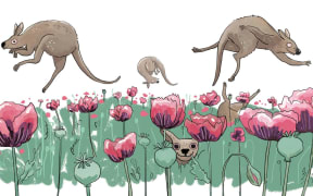 A cartoon illustration of joeys (baby kangaroos) playing in a field of poppies.