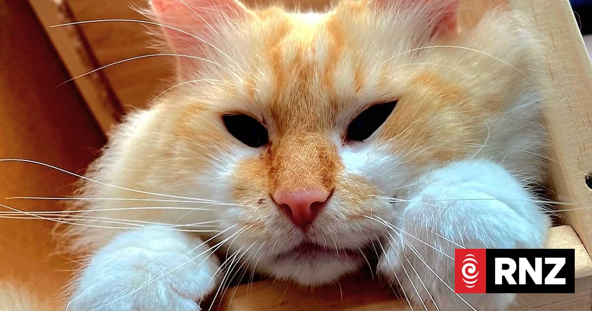 It was meant to be a 3 week stay, but Hemi the cat is waiting for his owners 7 months on