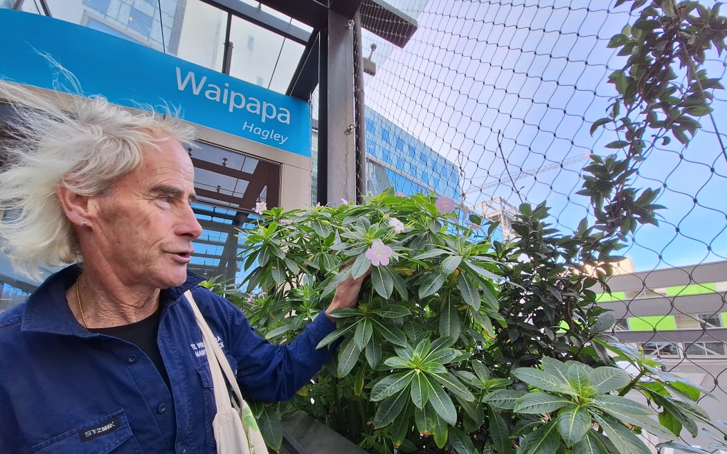 Michael Marquet single-handedly maintains the gardens on the grounds of Christchurch Hospital.