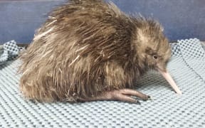 The new male Kiwi chick at Rainbow Springs' Kiwi Encounter in Rotorua