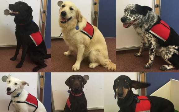 Ruby, Ella and Katie (top row), and Luna, Trevor and Vincent (bottom row) are all pet dogs that have been trained to detect fish odour in Waikato University's Dog Lab.