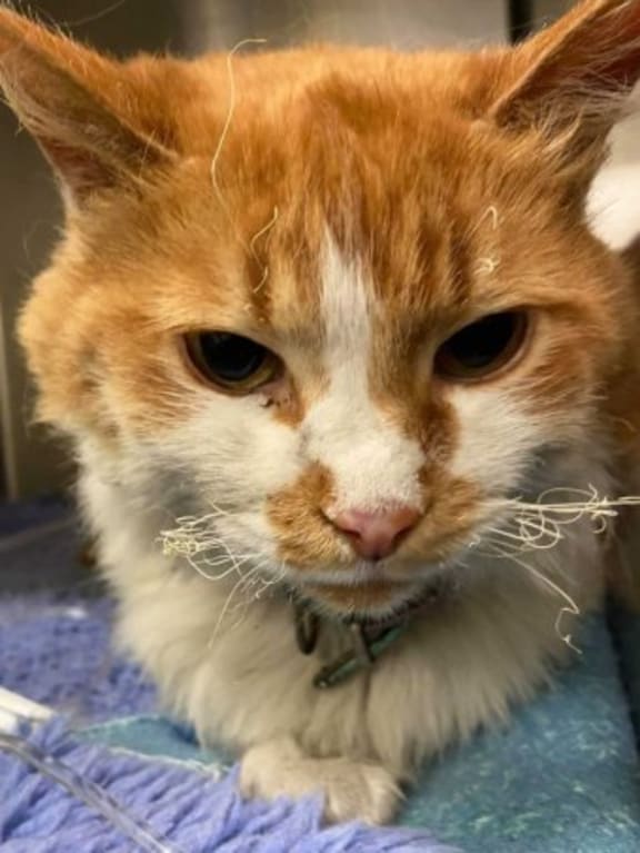 Pebbles survived the blaze by hiding in a pizza oven.