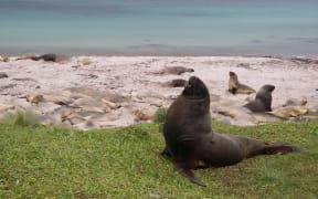 Sub-adult male sea lion