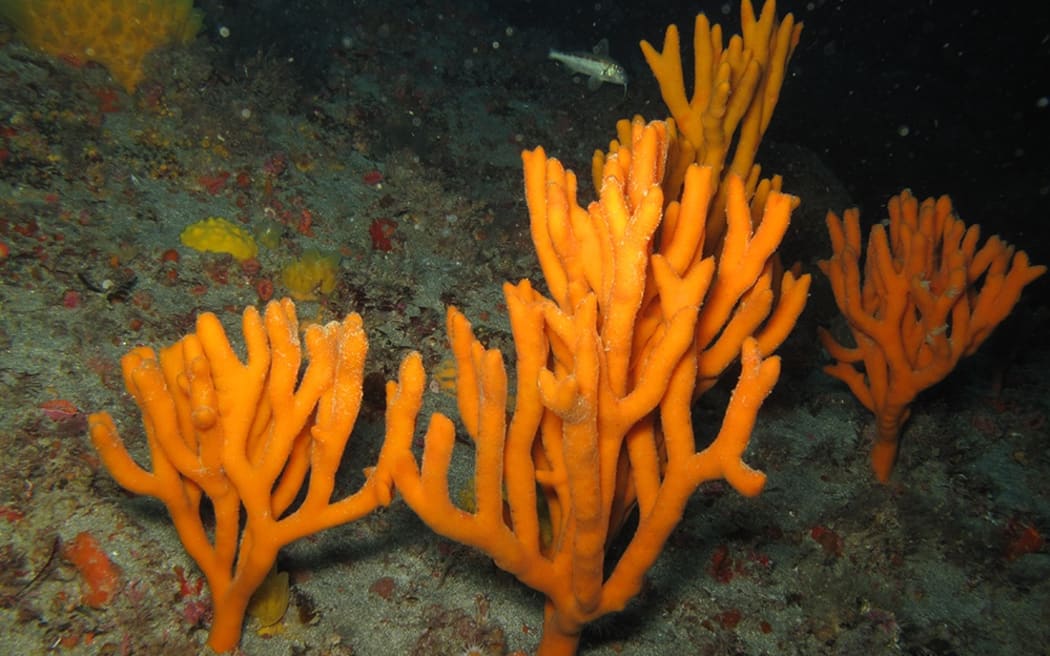 A New Zealand sea sponge