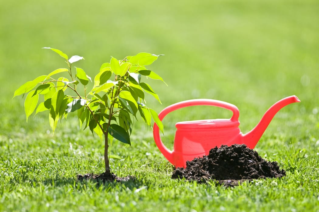 Tree seedling.