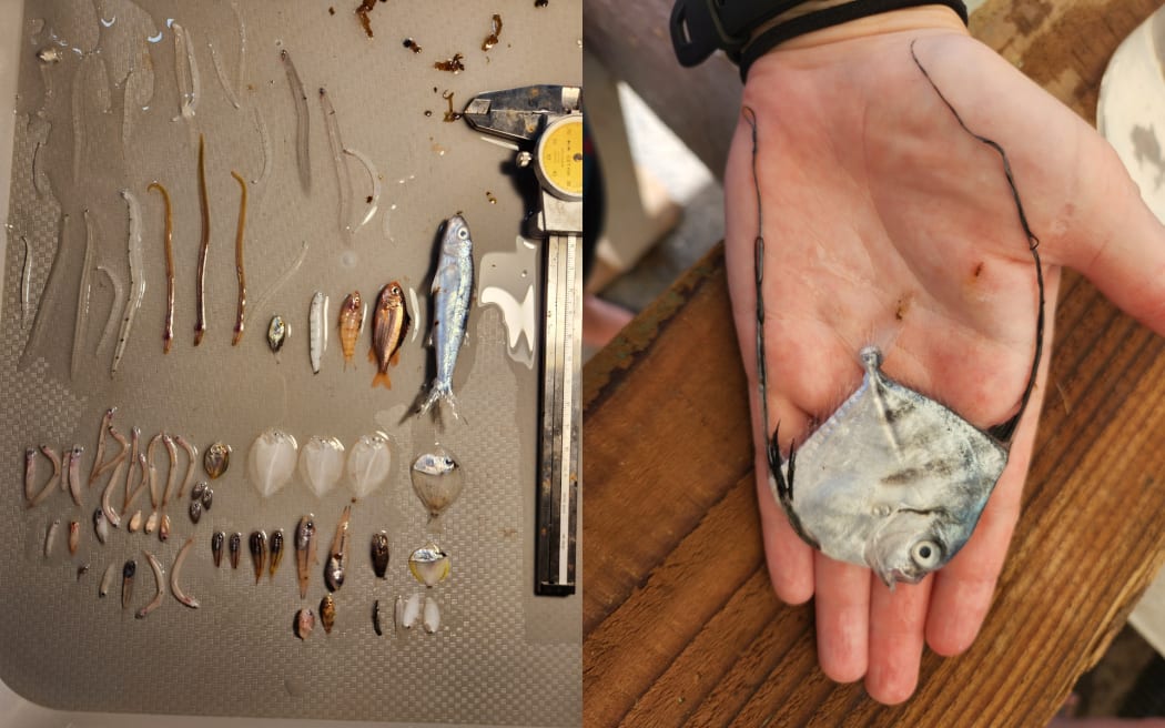 A collage of two images. On the left, a flat-lay of dozens of small fish specimens on a bench with calipers. Some of the fish are long and thin and others are round, some are silver or white, and others are bronze colours. On the right, a person's hand laid out flat holds a baby angelfish that is silver with long dark streamers extending from its top and bottom fins.