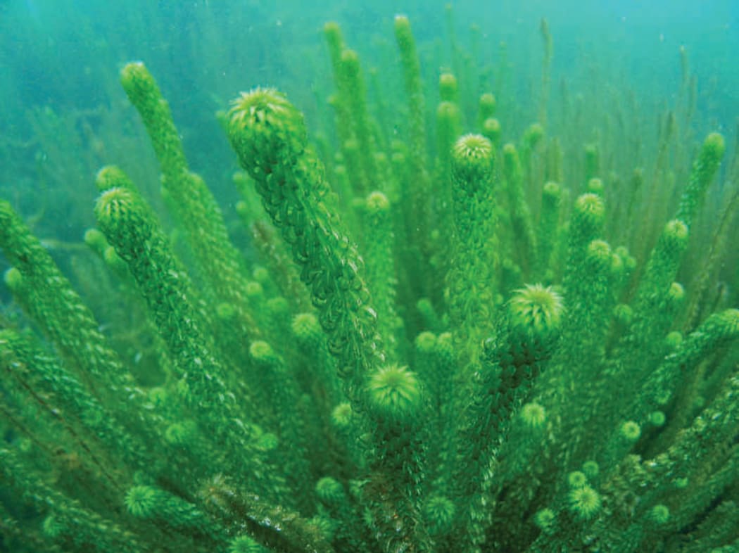 Lagarosiphon has infested Lakes Dunstan and Wanaka and is now threatening Lake Wakatipu.