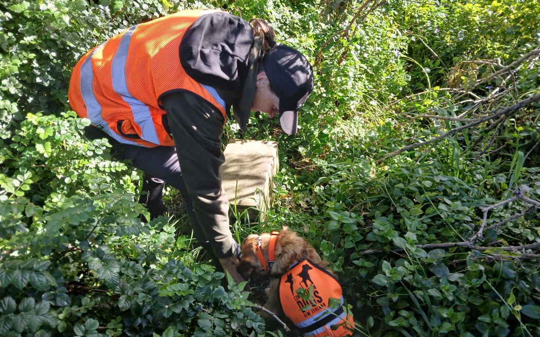 Sally is wearing a high-visibility orange vest, green jacket and baseball cap. She’s bent over in dense green vegetation with her hand down in front of Rapu, a small brown dog, also in a matching orange vest.