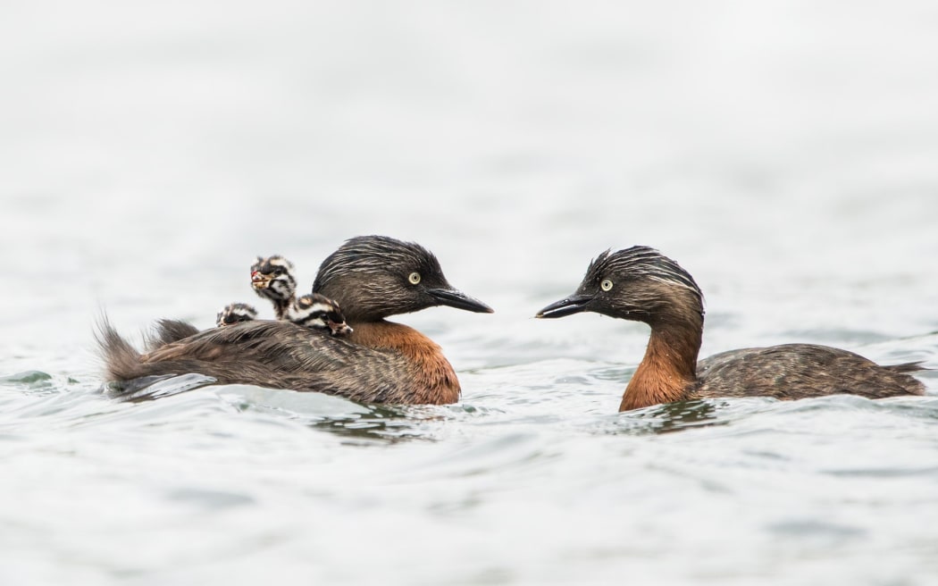 Weweia NZ dabchick