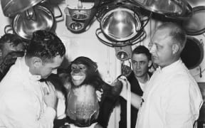 Doctors examine Ham the chimpanzee after his space flight in 1961.