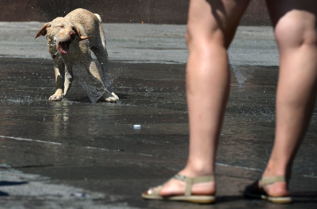 A dog cools off in a fountain in Paris.