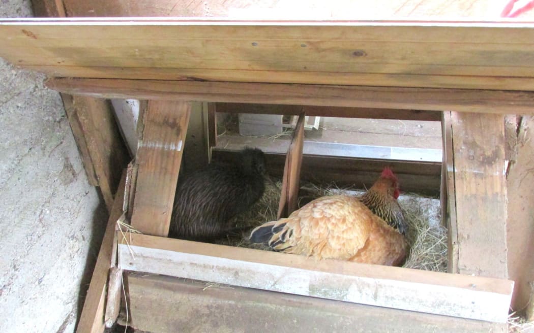 Wait, that’s not a chicken! Finding a young kiwi in her chicken coop was the ultimate Christmas gift for a Far North woman.