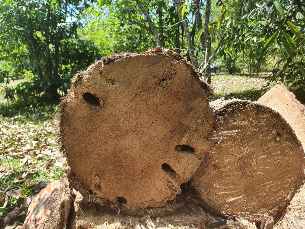 Infected trunk from Coconut Rhino Beetle