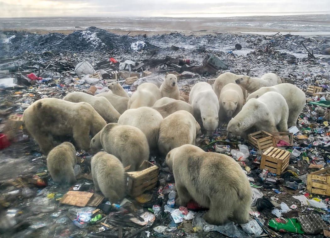 A picture taken in 31 October, 2018 shows polar bears feeding at a garbage dump near the village of Belushya Guba. Scientists say conflicts with ice-dependent polar bears will increase in the future due to Arctic ice melting and a rise of human presence in the area.