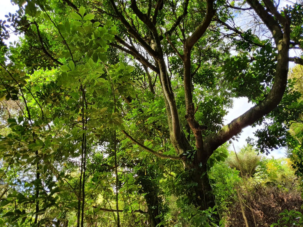 The threatened Kohimarama Forest.