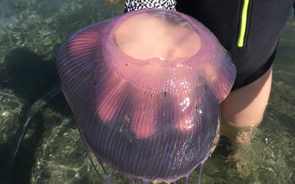 One of thousands of jellies that washed into Island Bay, Wellington last week