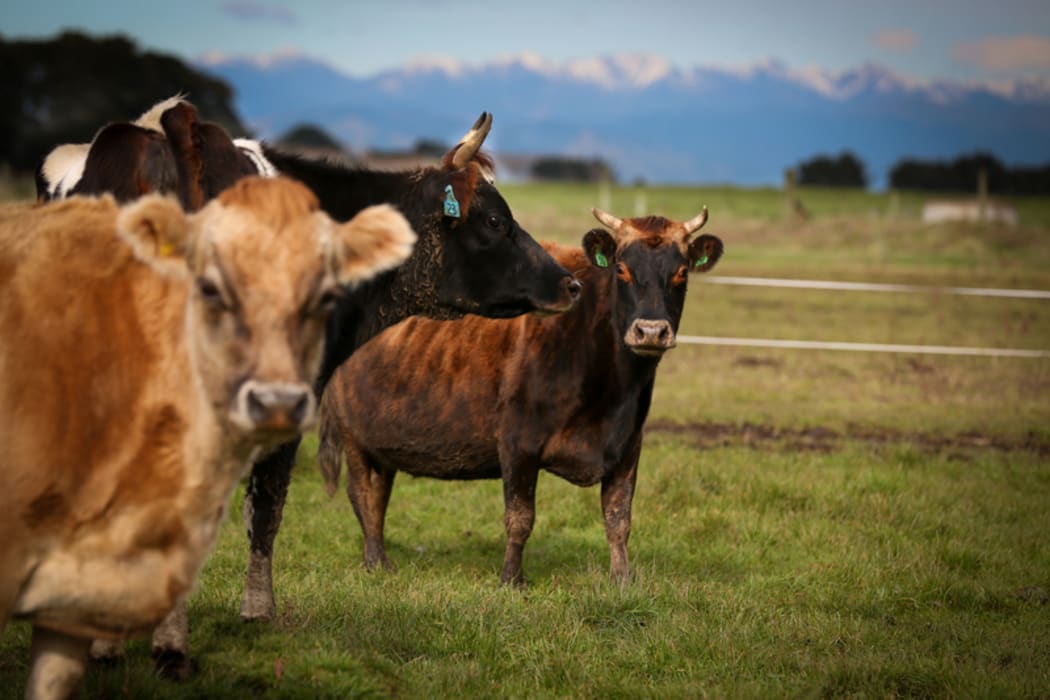 Organic Jersey cow on a Rongotea farm.