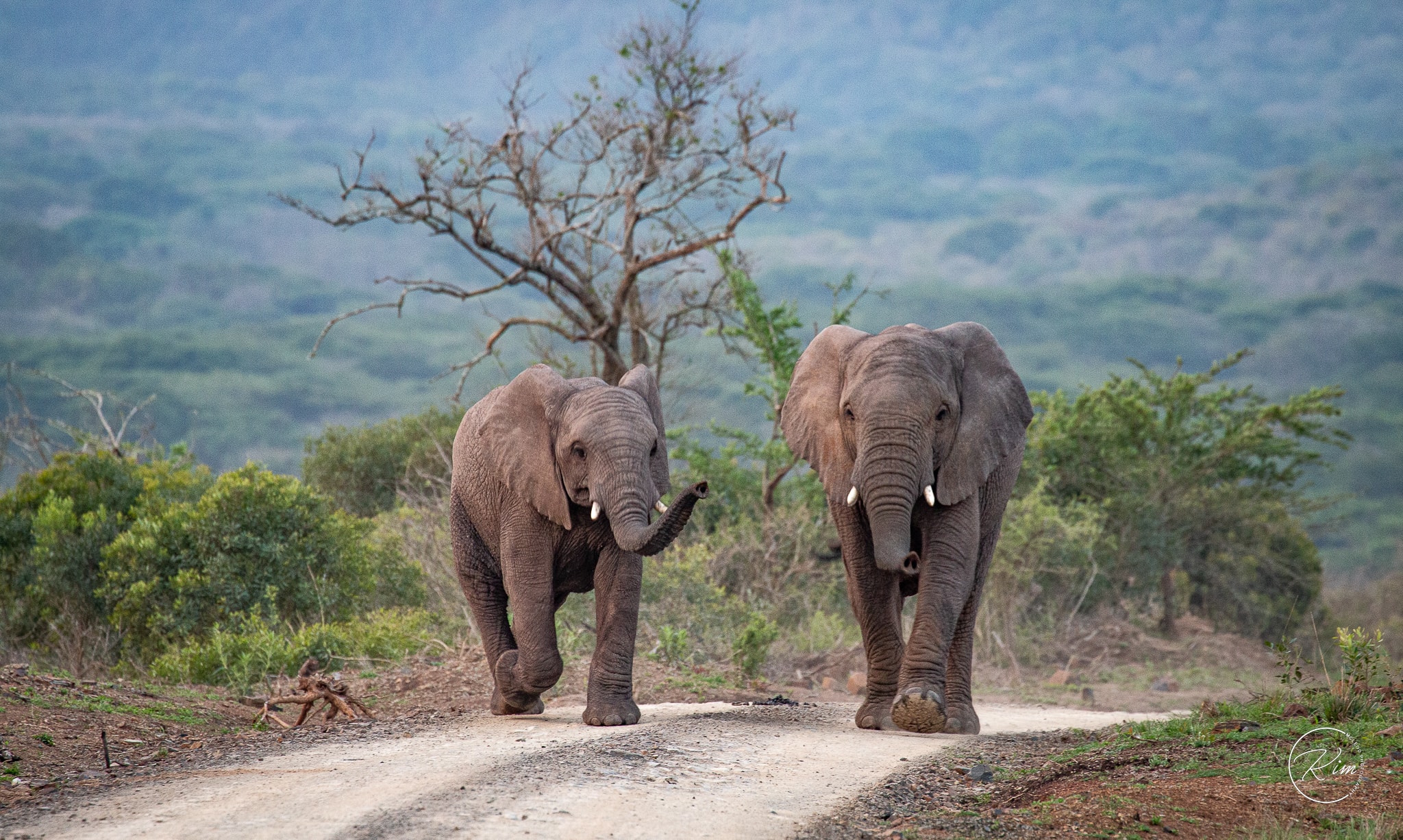 Elephant conservationist Francoise Malby-Anthon | RNZ