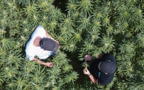 Hemp Connect founders inspect the company's first crop in Fordell, Whanganui.