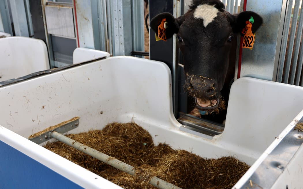 "Contrary to popular belief most of the methane is in the cows' breath," says senior scientist Dr Lorna McNaughton.