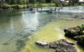 Potentially toxic algae bloom was found near Ohau Channel.