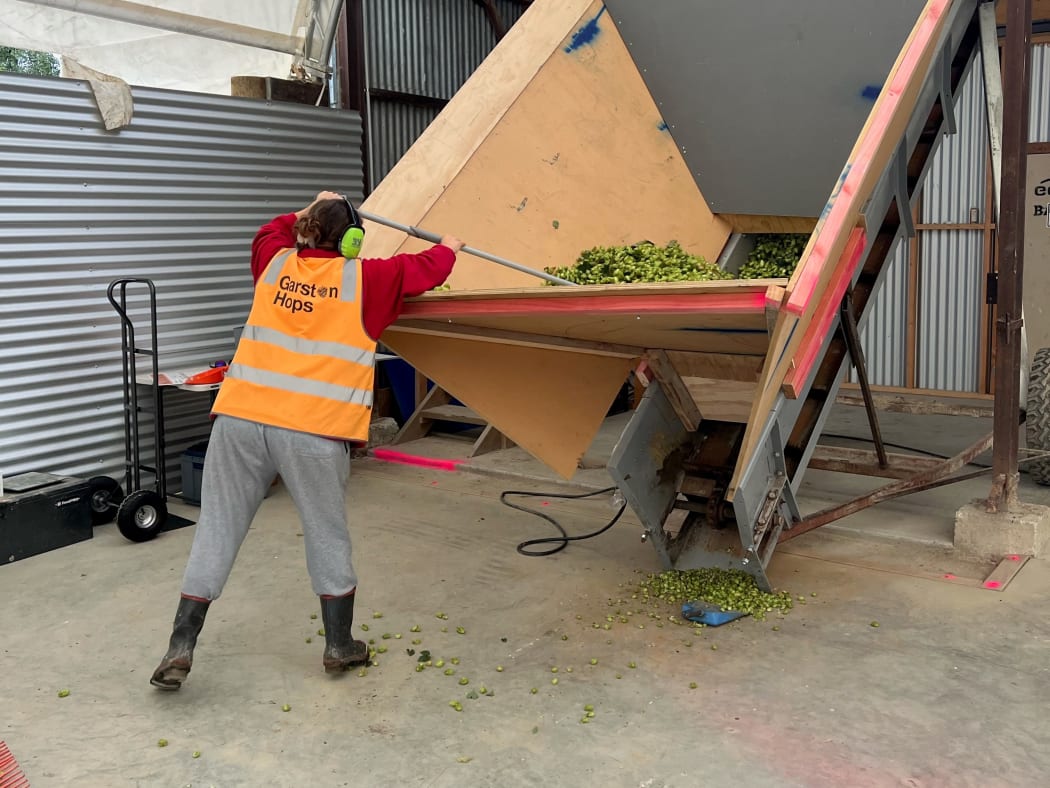 Hop Harvesting