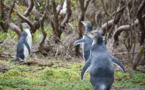 Penguins at the Auckland Islands