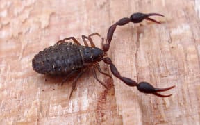 Pseudoscorpian
