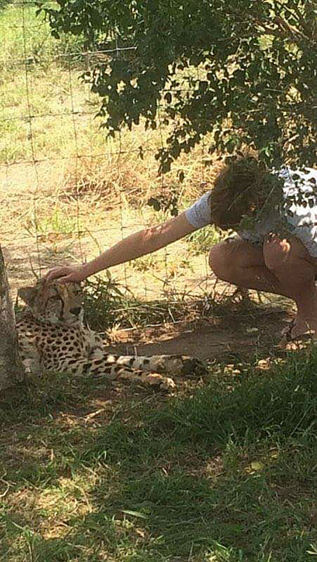Cheetah attacks Christchurch boy Isaac Driver in South Africa.