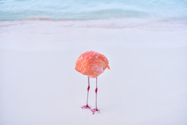 We've all seen a flamingo but have you ever seen a flamingone?