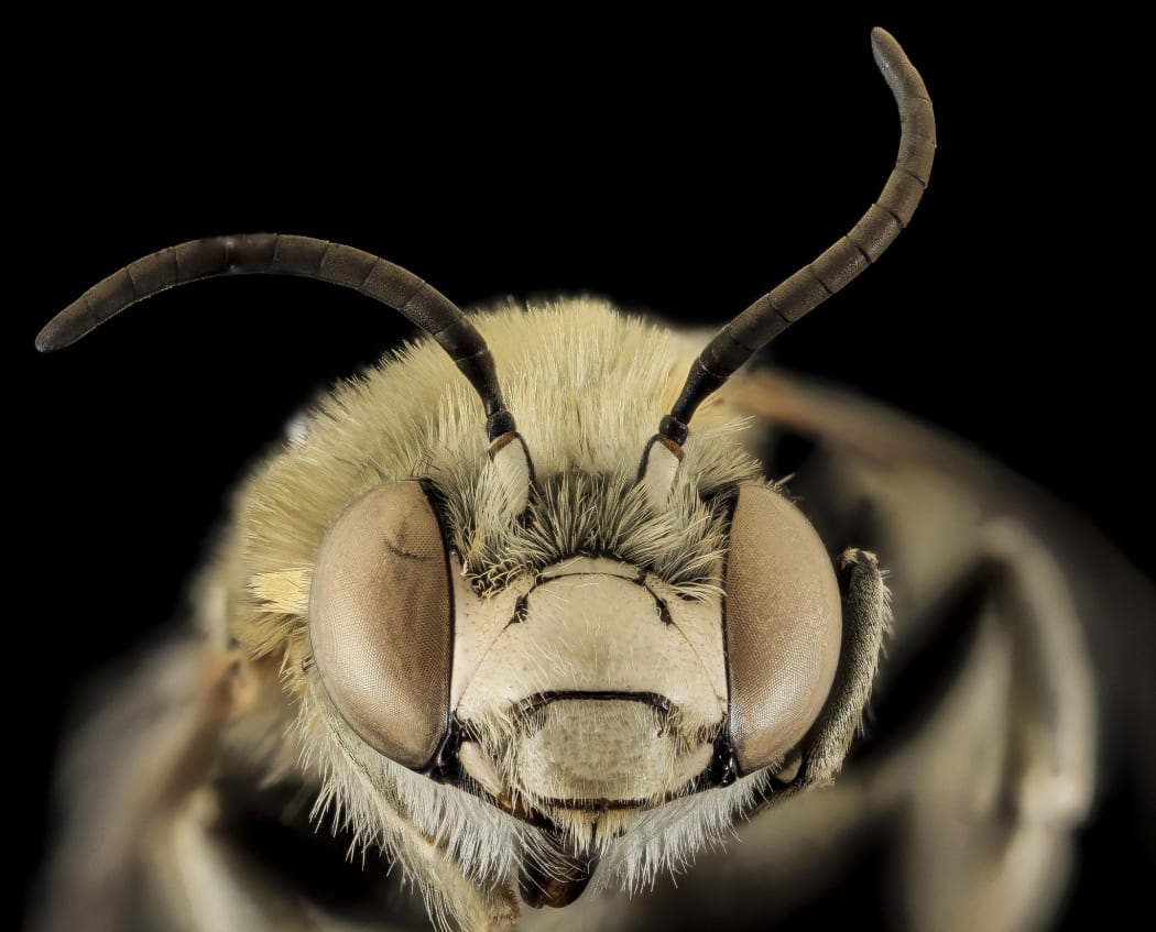 A close up of a bee's head and antennae