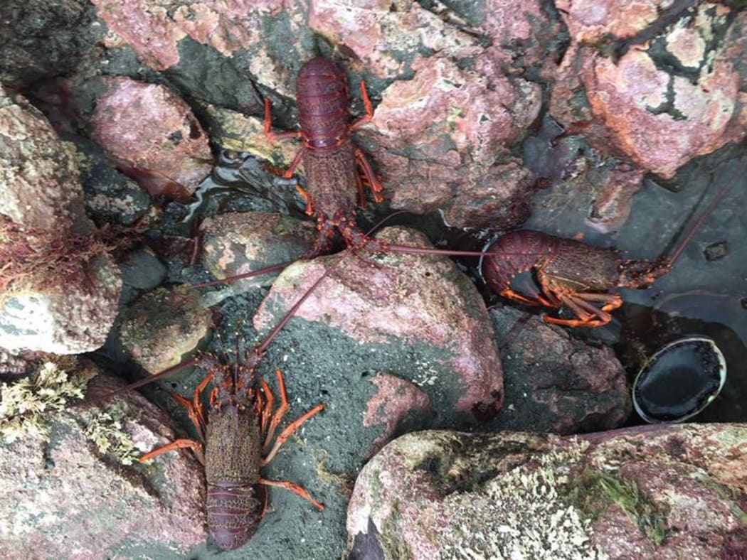 The earthquakes lifted the seabed by up to 4m along nearly 100km of coastline near Kaikōura, exposing vast quantities of sea life.