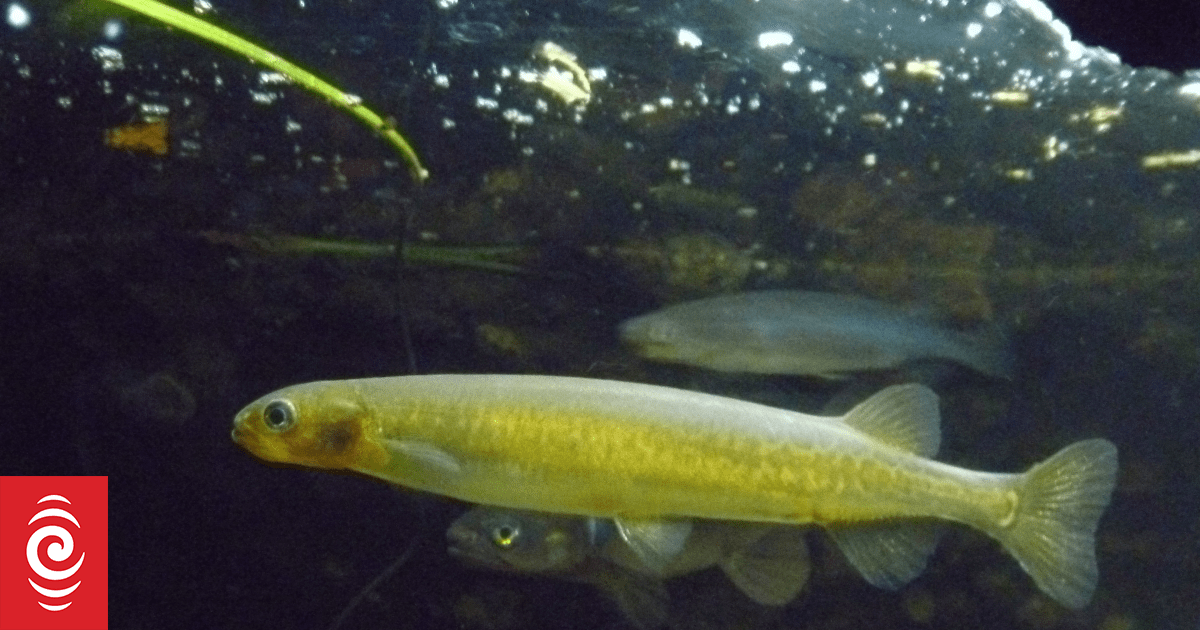 Whitebait species at risk from declining state of waterways