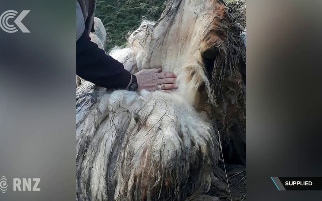 Hopes super feral sheep Suzy will claim world record