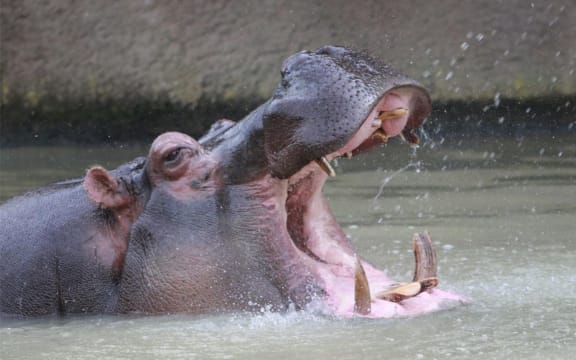 Faith died yesterday at Auckland Zoo.