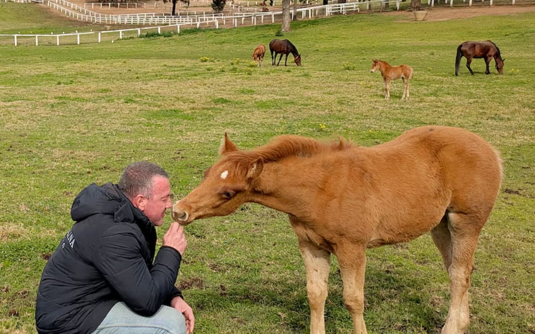 Cloned horse in Australia - single use only