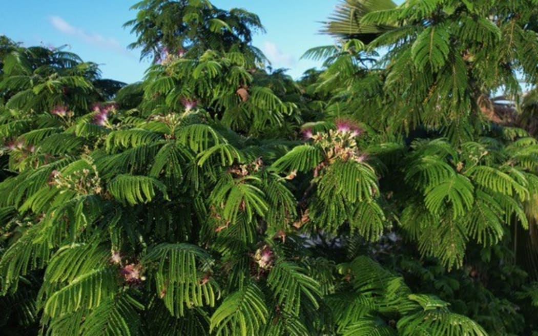 Fire tree or Hayun lagu or Tronkon guafi.