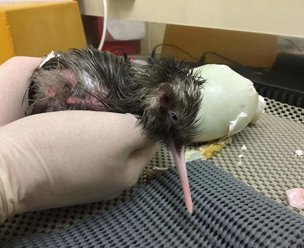 Rowi kiwi chick 'Eggnog' was born on Christmas Day.