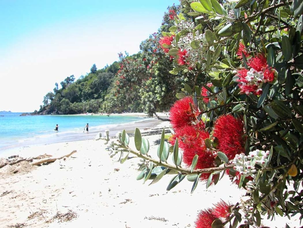 The pohutukawa tree (Metrosideros excelsa) with its crimson flower has become an established part of the New Zealand Christmas tradition.