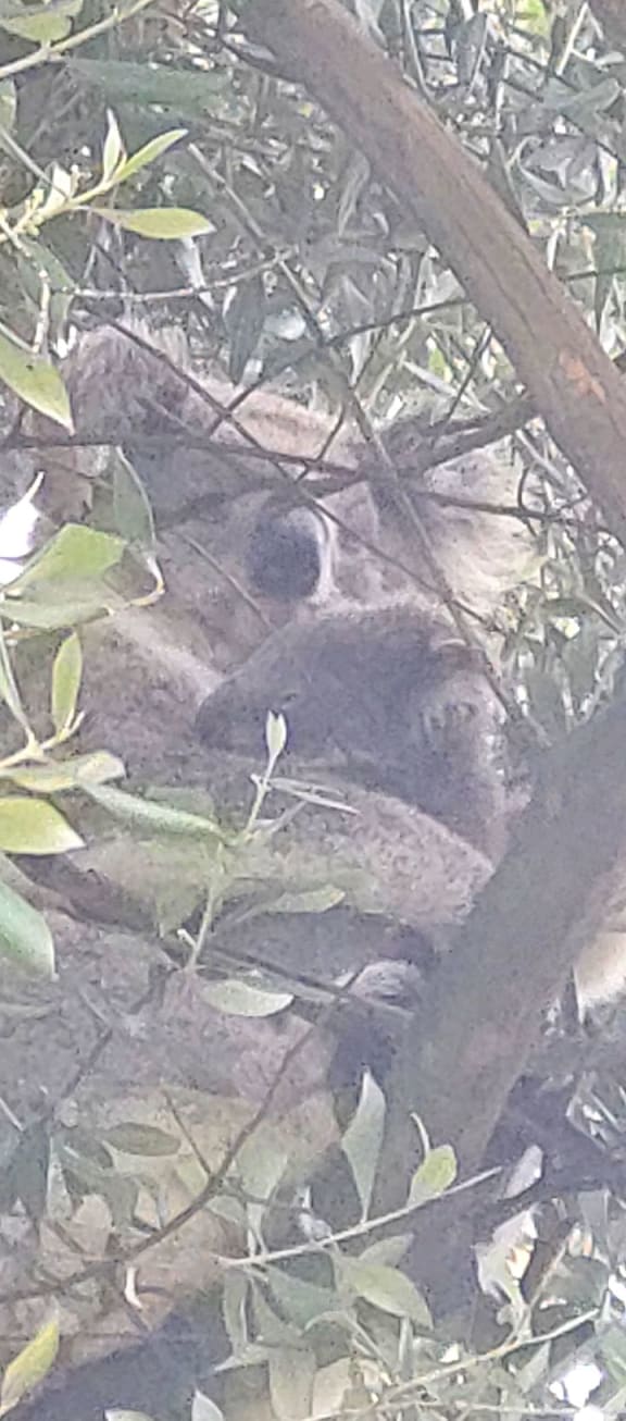 Lamplough says mum and bub koala are still happily living in his garden.  (Supplied: Steve Lamplough )