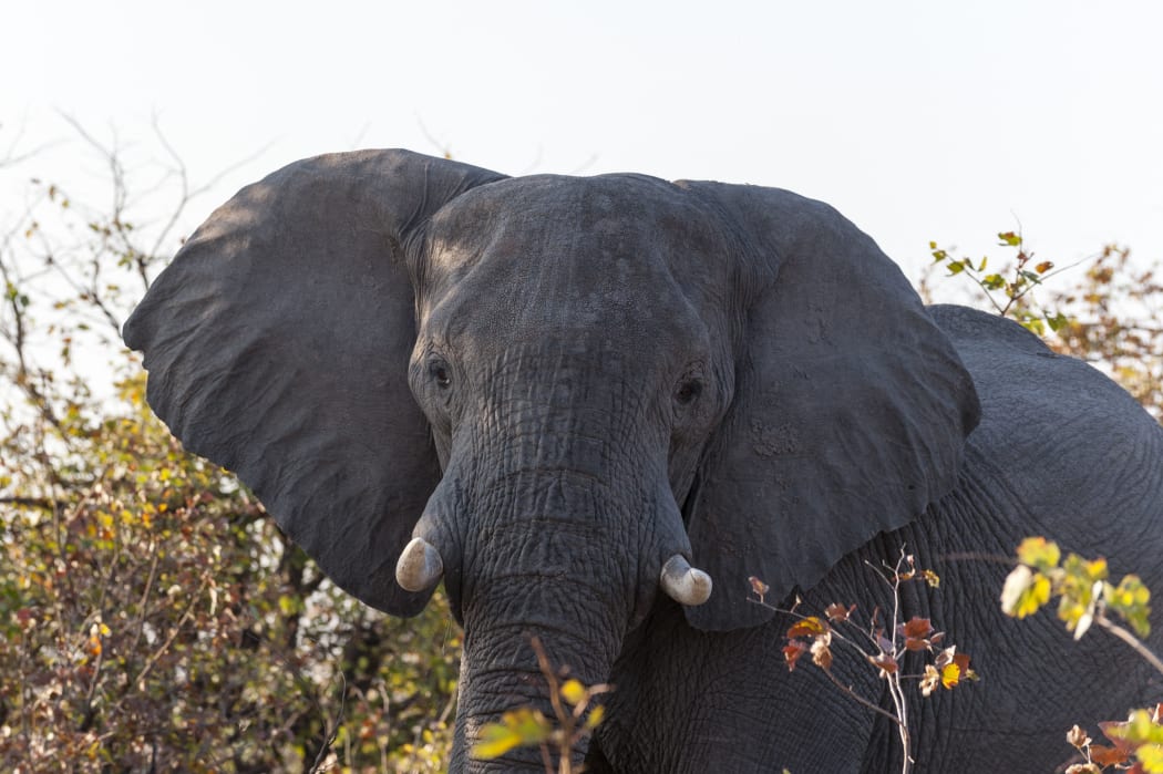 File photo of an African elephant (Loxodonta africana), Khwai Concession, Okavango Delta, Botswana.