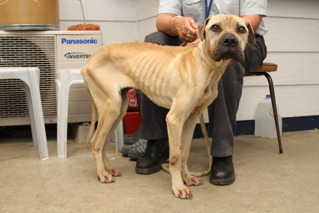 Whangarei SPCA inspectors rescued a record six emaciated dogs in October 2014.