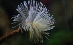 Mediterranean fanworm (Sabella spallanzanii), also known as the feather duster worm.