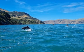 Bottlenose dolphins very rarely visit Akaroa Harbour, but were spotted swimming there in French Bay on Sunday 7 January, 2024.