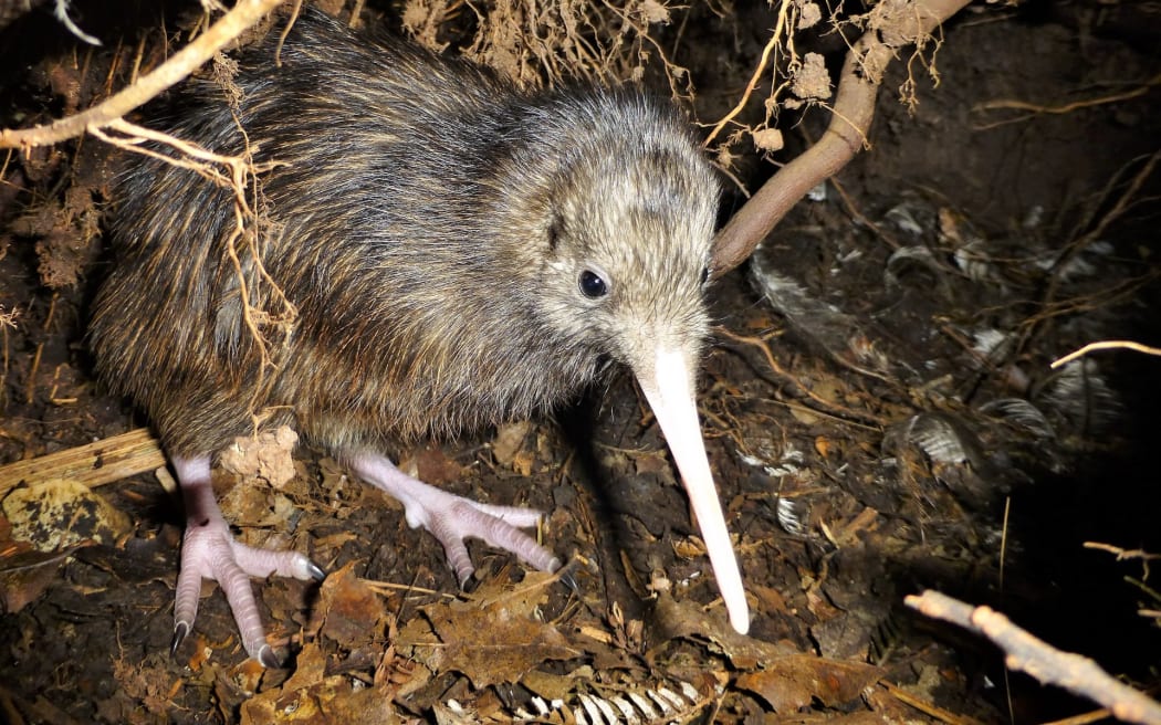 Kiwi nui North Island Brown kiwi.