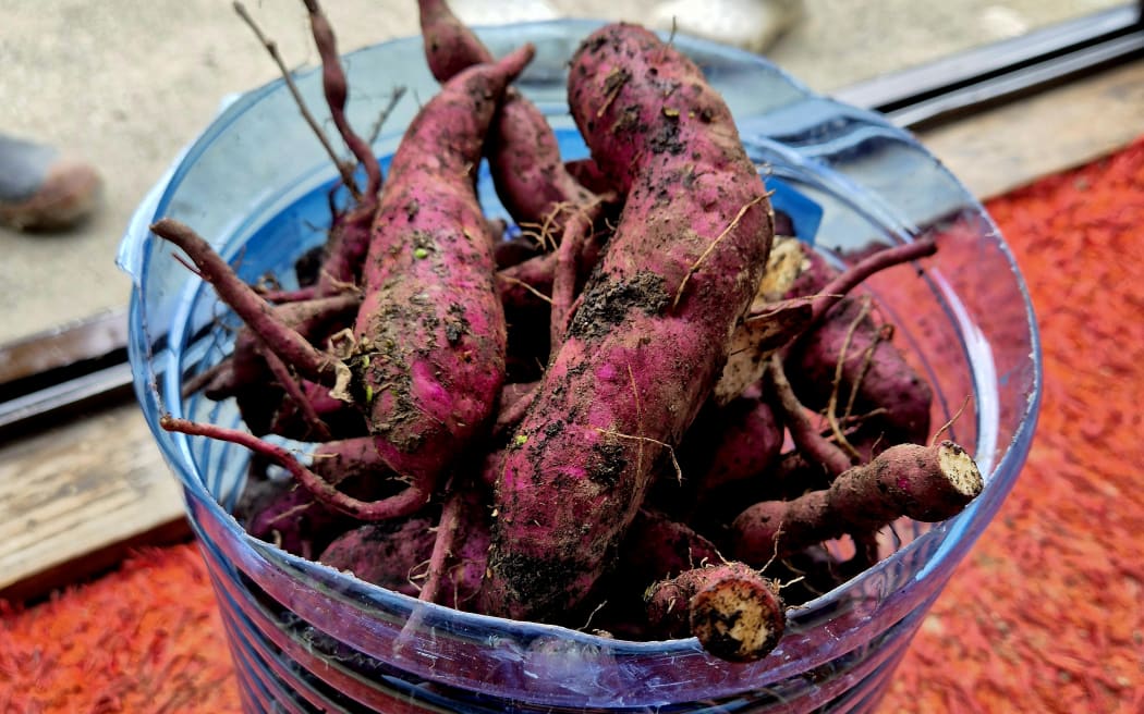 Flood-hit kūmara due to be harvested at Matariki will now go to the pigs.